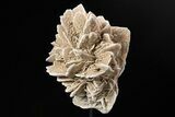 Selenite Desert Rose on Stand - Chihuahua, Mexico #264519-1